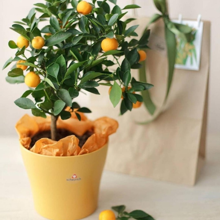 Цитрус каламондин