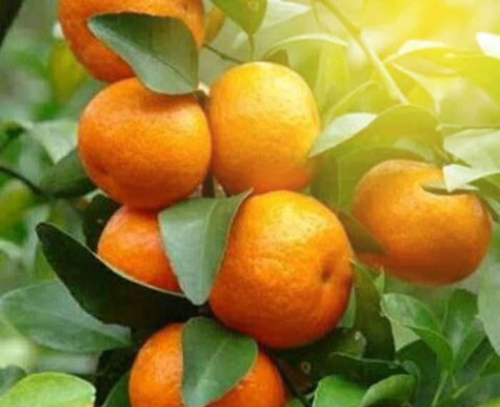 Мандарин сатсума