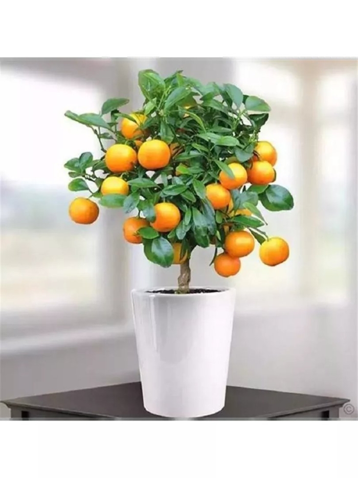 Мандариновые деревья