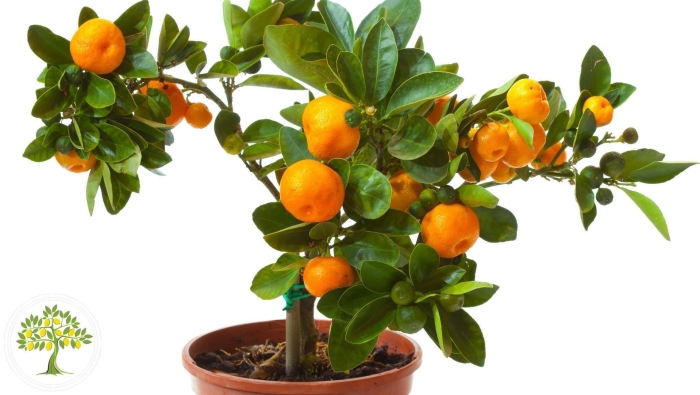 Мандарин каламондин