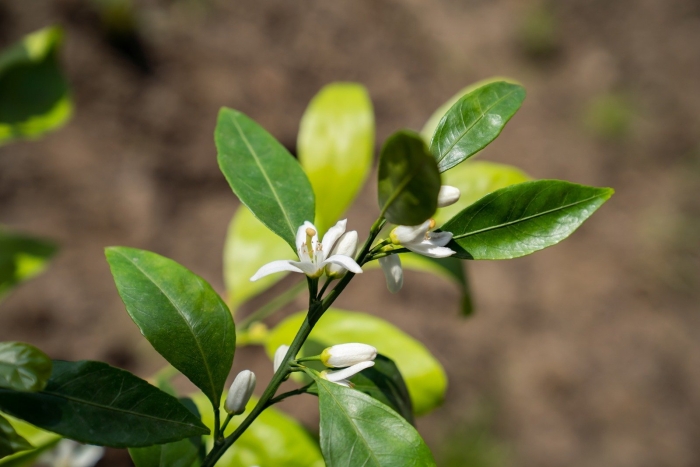 Мандариновое дерево цветет