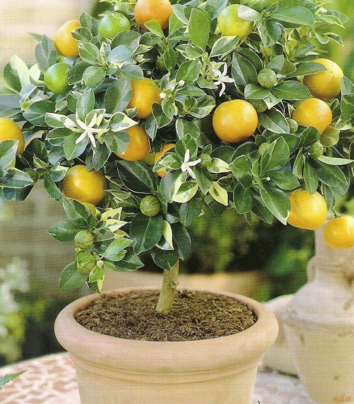 Лимонное дерево из косточки