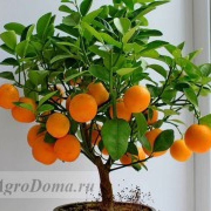 Мандарин из косточки