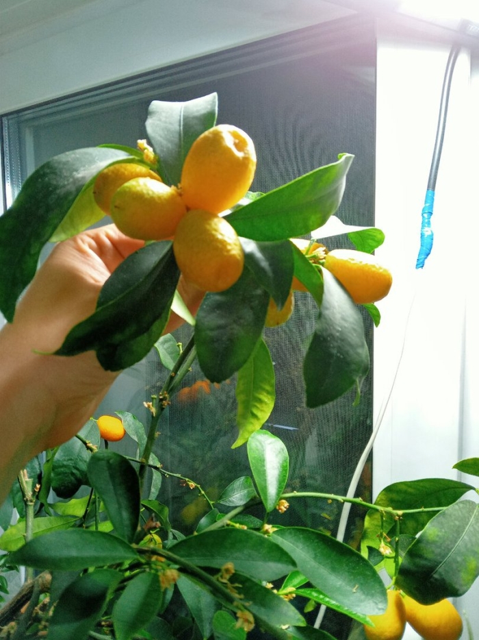 Цитрус кумкват