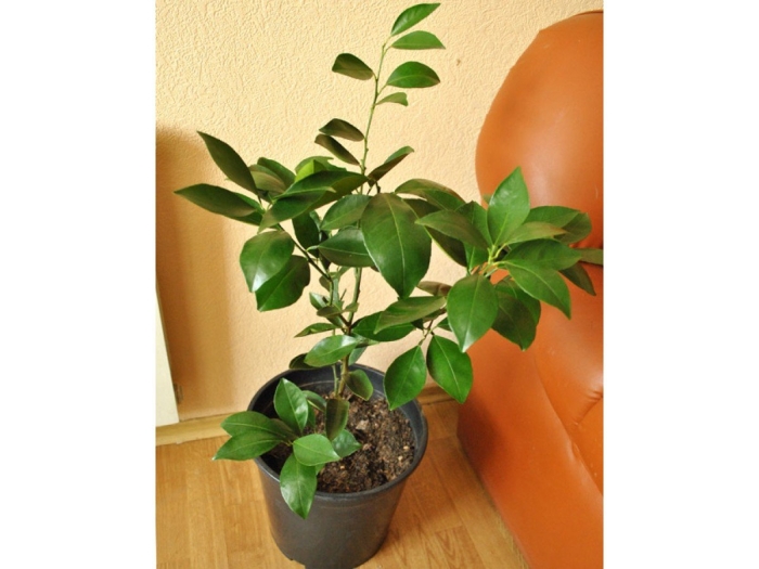 Лимон комнатный