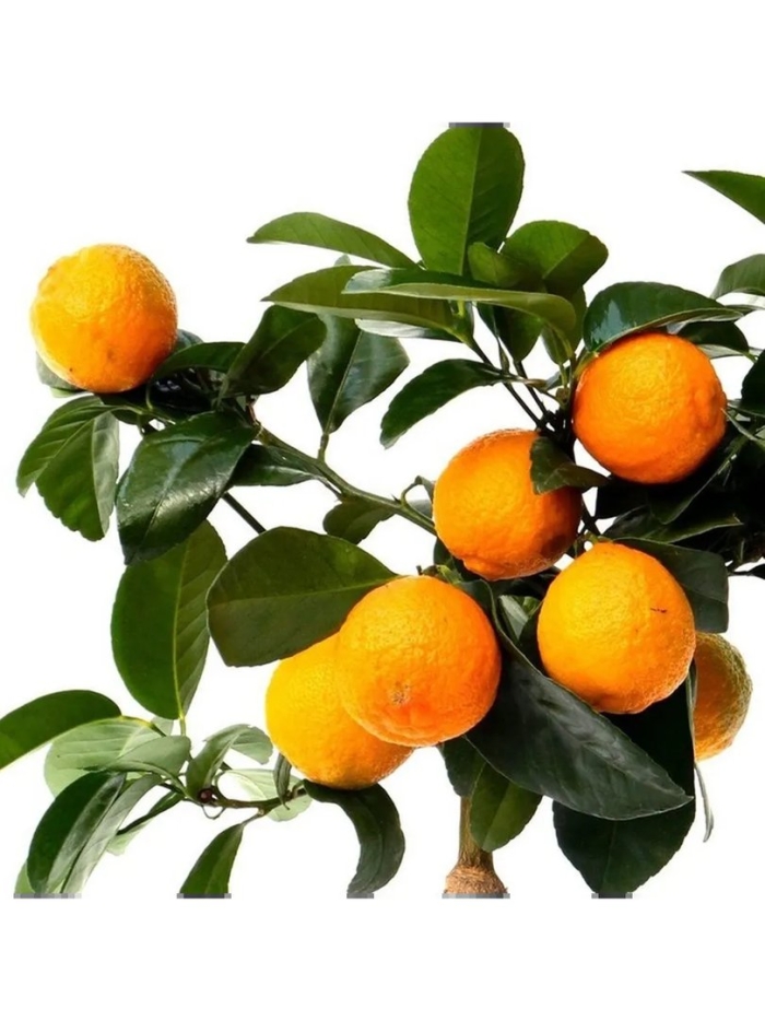 Лимандарин рангпур