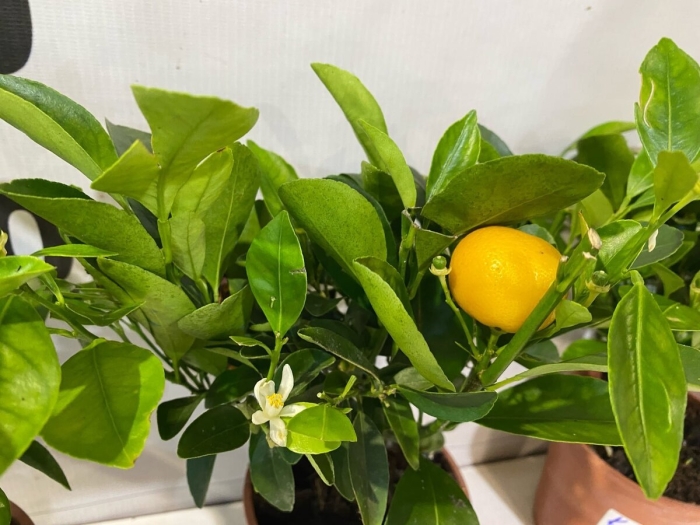 Цитрус каламондин