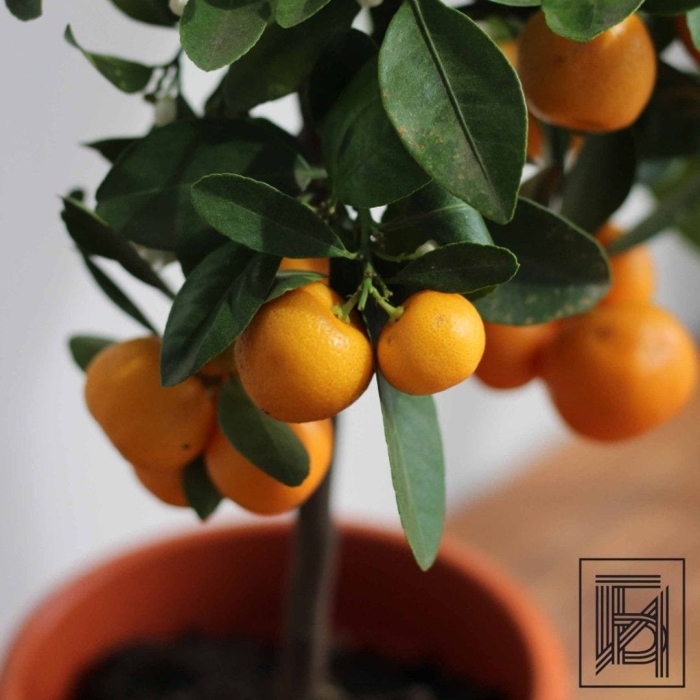 Мандарин каламондин