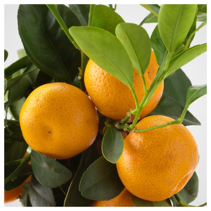 Каламондин растение