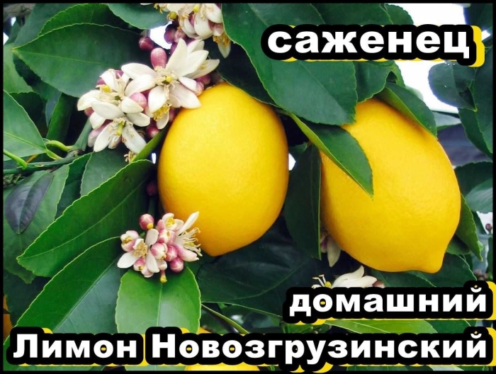 Сорт новогрузинский лимонное дерево