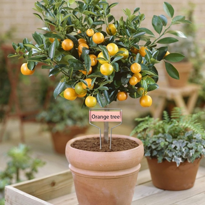 Кумкват бонсай