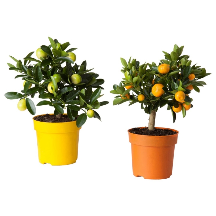 Цитрофортунелла лимон мейера