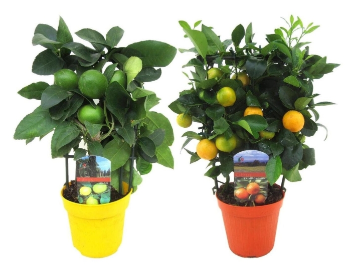 Цитрус микс растение