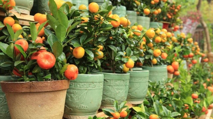 Цитрусовые комнатные растения