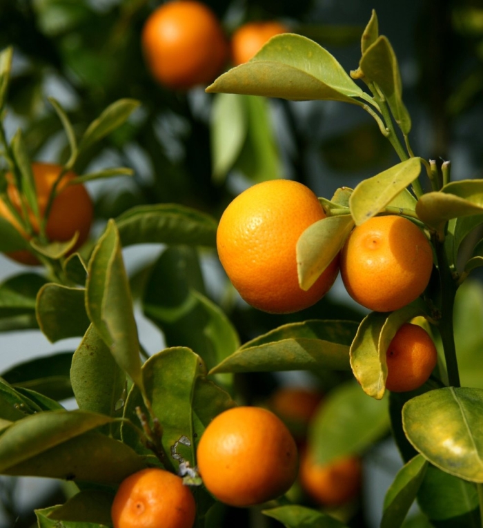 Цитрус кумкват хинси