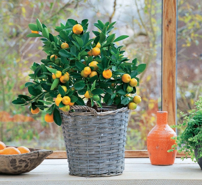 Каламондин (цитрофортунелла) апельсин