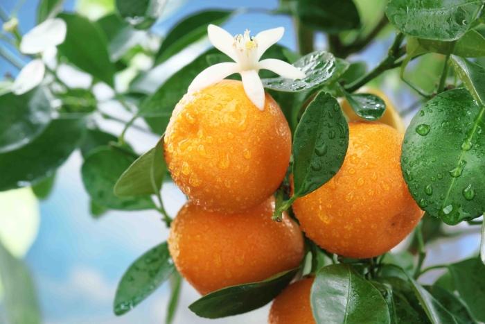 Ветка апельсина