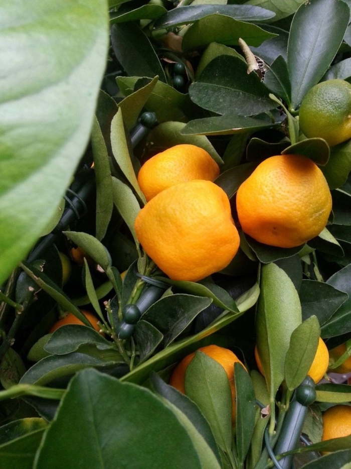 Мандарин уншиу дерево