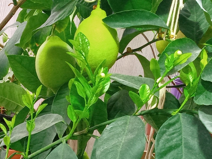 Лиметта пурша