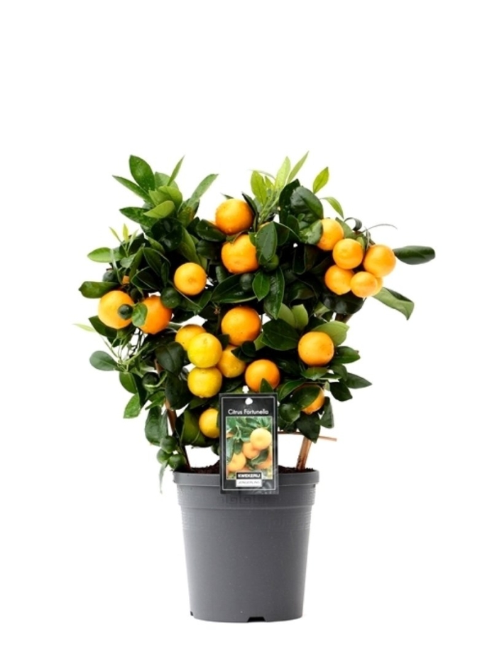 Цитрофортунелла каламондин на решетке