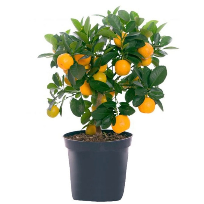 Цитрофортунелла кумкват штамбовый