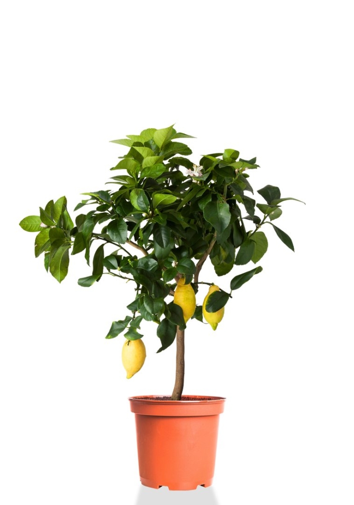 Цитрофортунелла лимон