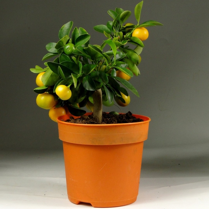 Цитрус каламондин цитрофортунелла