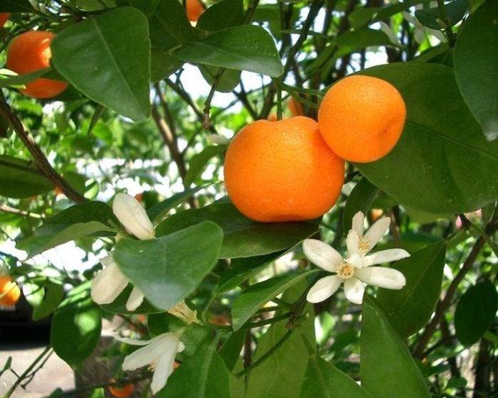 Цитрус мандарин ретикулата