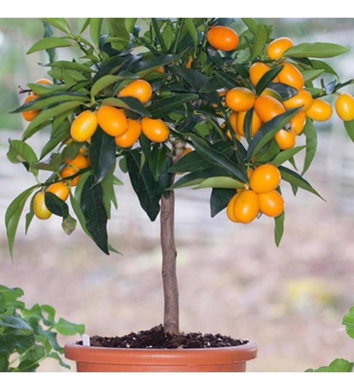 Комнатный мандарин кумкват