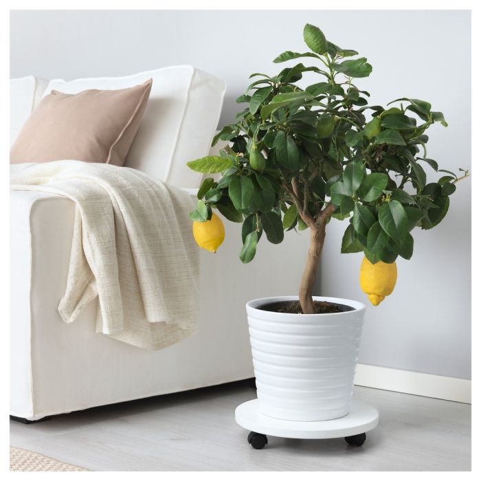 Комнатный лимон