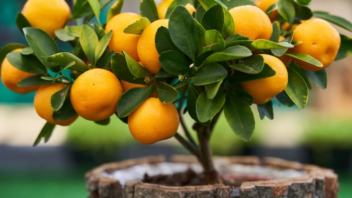 Мандариновое дерево желаний