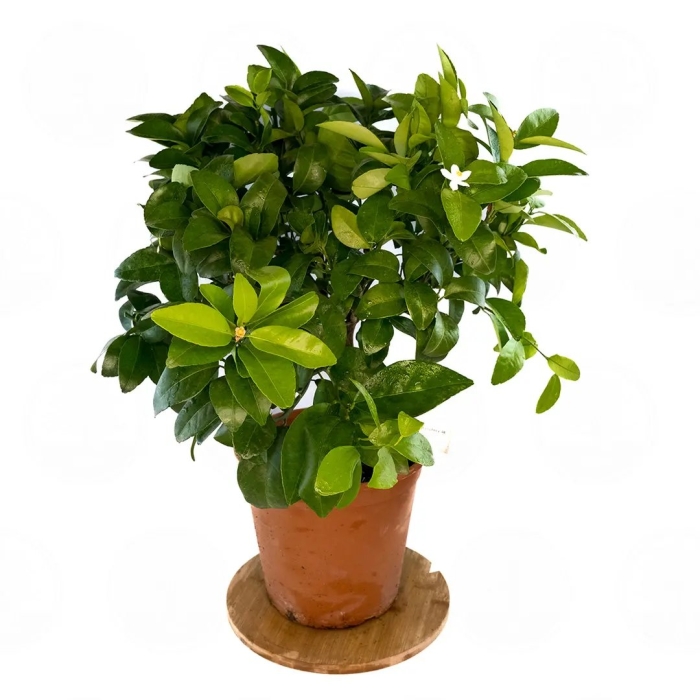 Цитрофортунелла каламондин микс