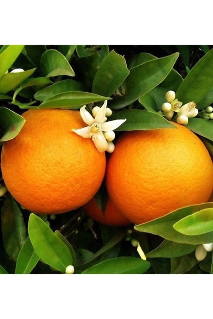 Citrus orange
