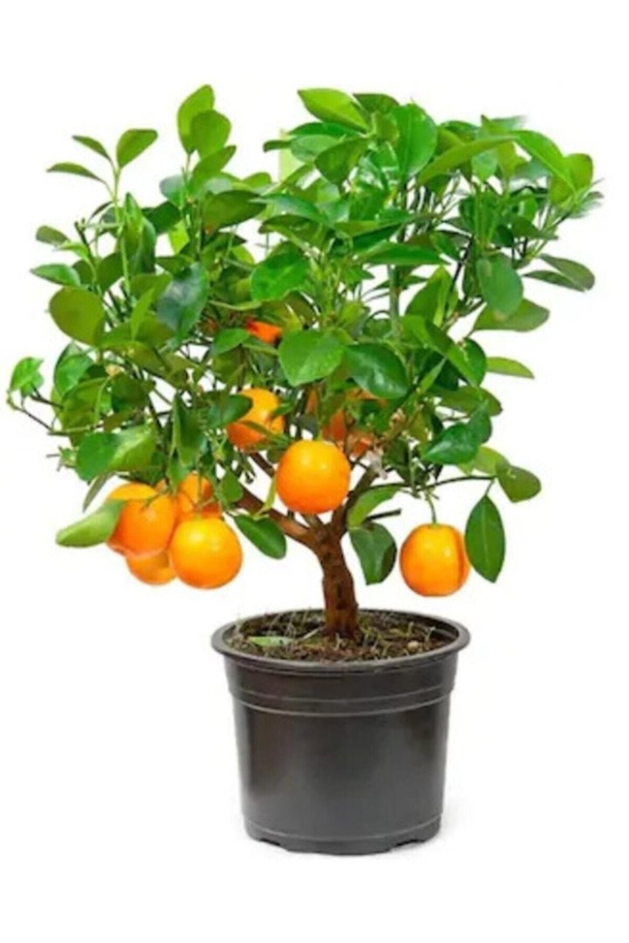 Цитрофортунелла лимон