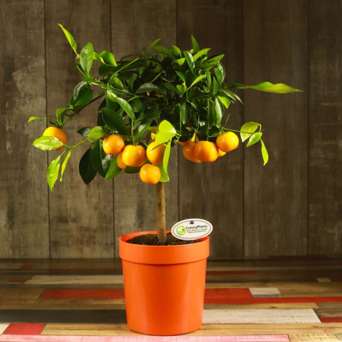 Цитрофортунелла каламондин