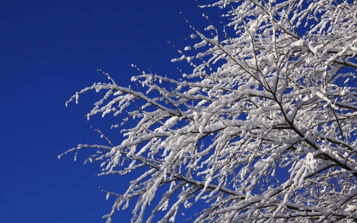 Ветка в снегу