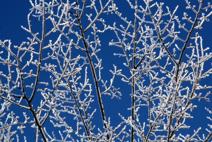 Дерево зима