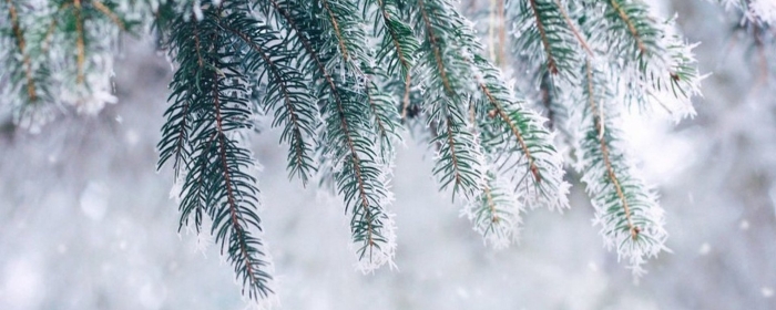 Ветка ели в снегу