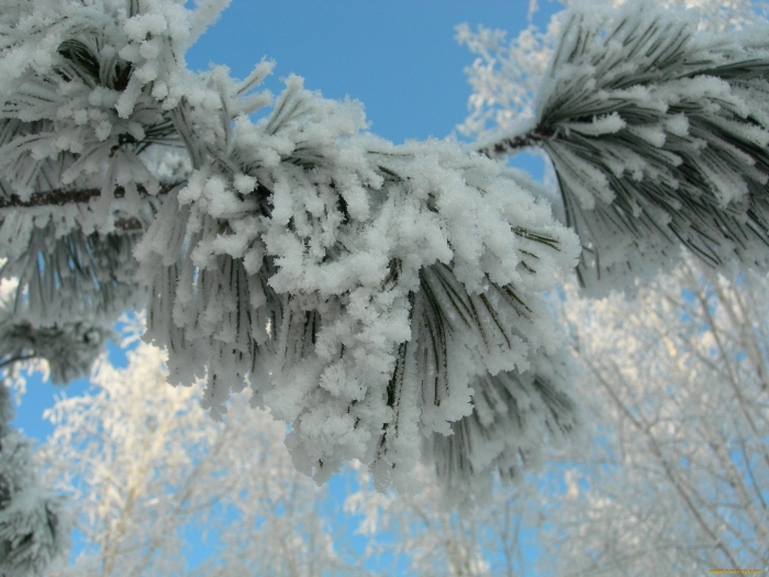 Зимние ели