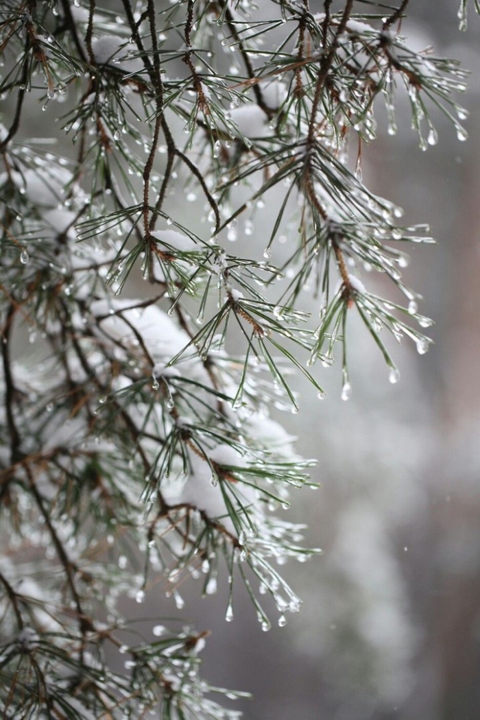 Заснеженная ветка