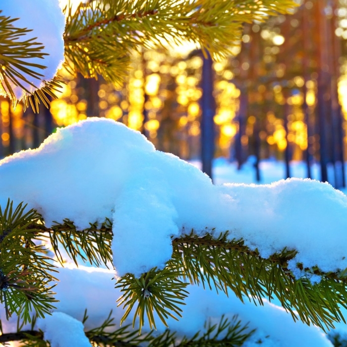 Зима солнце