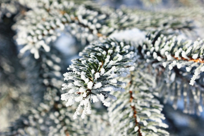 Заснеженная елка