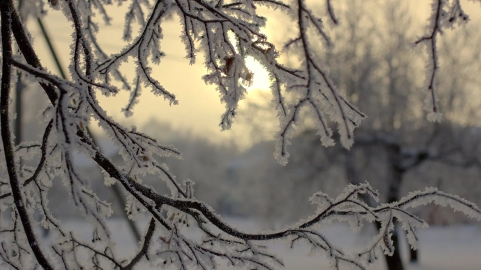 Зимние ветки деревьев