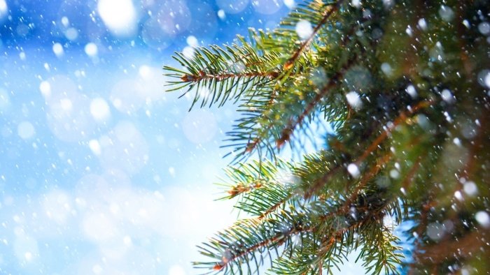 Еловая ветка в снегу