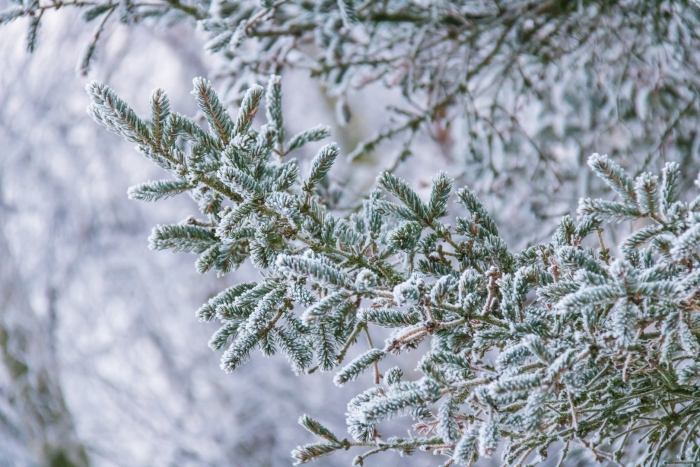 Голубая ель иней