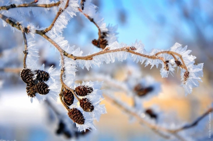 Ольха зимой