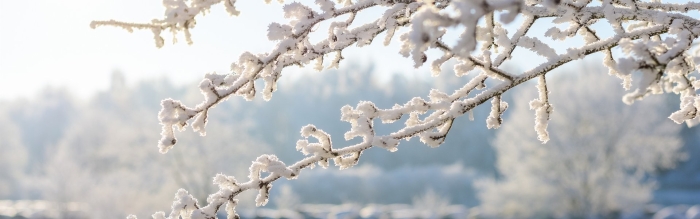 Зимняя веточка