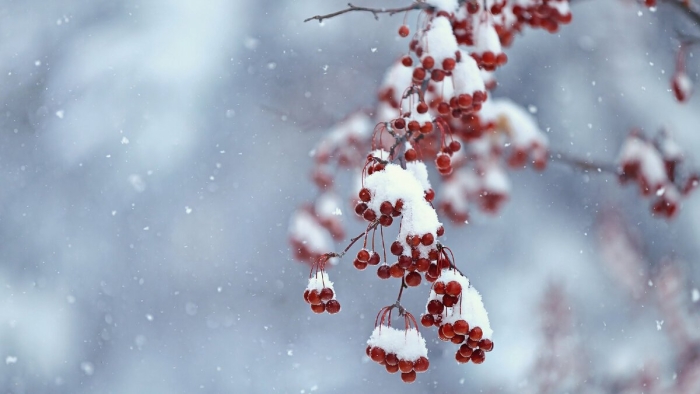 Ветка рябины в снегу