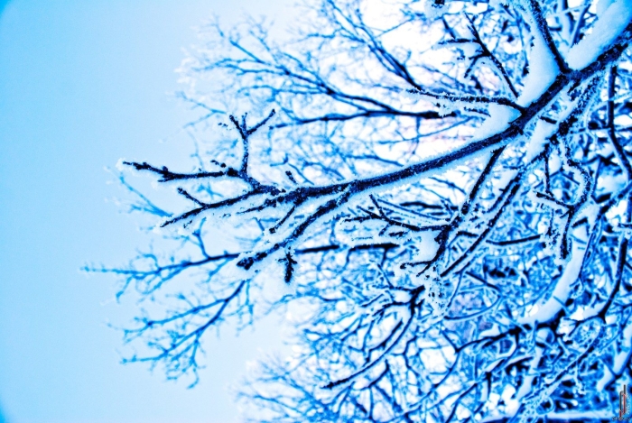 Дерево ветка