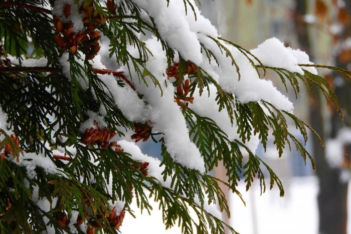 Еловая ветка со снегом